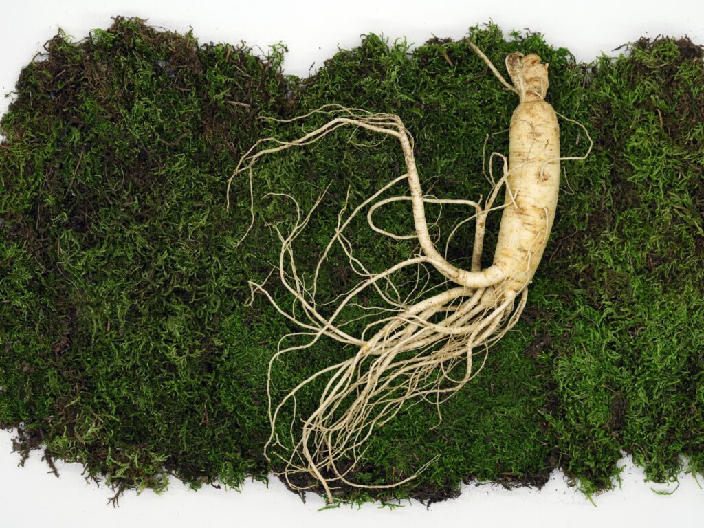 Ginseng Extrakt